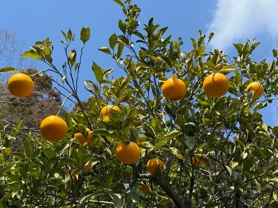 数量限定！初夏の季節にぴったり♪果汁あふれる甘酸っぱくてほろ苦い♪佐田岬生まれの柑橘「サンフルーツ」愛媛県産・農薬・除草剤・肥料不使用栽培