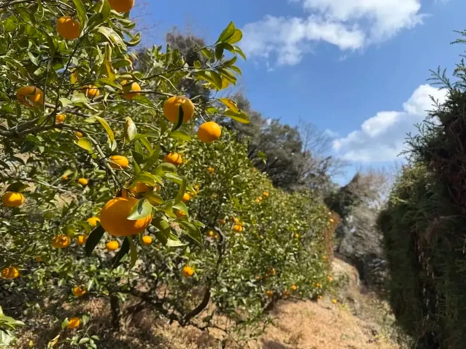 数量限定！初夏の季節にぴったり♪果汁あふれる甘酸っぱくてほろ苦い♪佐田岬生まれの柑橘「サンフルーツ」愛媛県産・農薬・除草剤・肥料不使用栽培