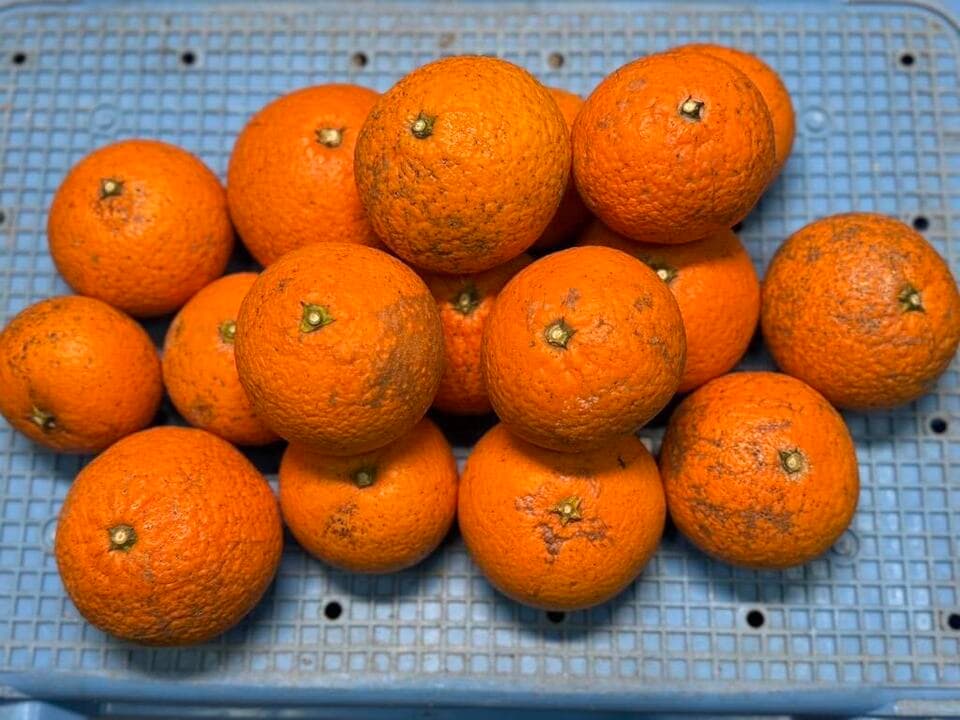 もう見た目の時代じゃない！とろける清見♪ 甘くて果汁たっぷり！ 全国有数の清見産地・愛媛県佐田岬半島 名取で栽培。 農薬・肥料・除草剤を使わず、自然と共に育てた「リジェネラティブ」清見タンゴール。