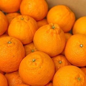 今年最後の追加販売！完熟、食べ応え抜群♪自然の恵みがたっぷりつまった「不知火」～農薬・化学肥料・除草剤不使用栽培～の口コミ・レビュー(いちごさん)