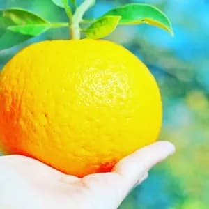 数量限定！初夏の季節にぴったり♪果汁あふれる甘酸っぱくてほろ苦い♪佐田岬生まれの柑橘「サンフルーツ」愛媛県産・農薬・除草剤・肥料不使用栽培の口コミ・レビュー(マギーさん)