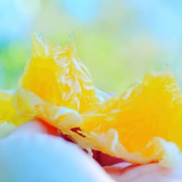 今シーズン、いよいよラスト！初夏にぴったりの柑橘が発売しました！佐田岬生まれの柑橘「サンフルーツ」です！