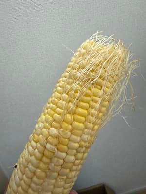一本腐ってたの画像 1