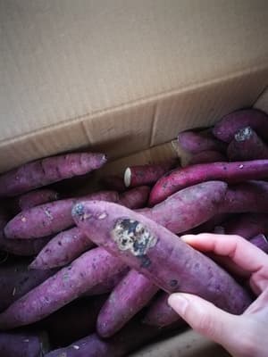 しっとりもちもち食感です!の画像 1