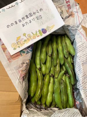 立派なそら豆でした!の画像 2