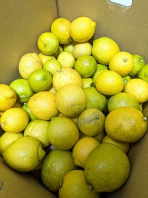 無農薬の国産ライム!!の画像 1