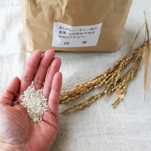 【限定福袋】お米5kg以上ご注文で黒米プレゼント★