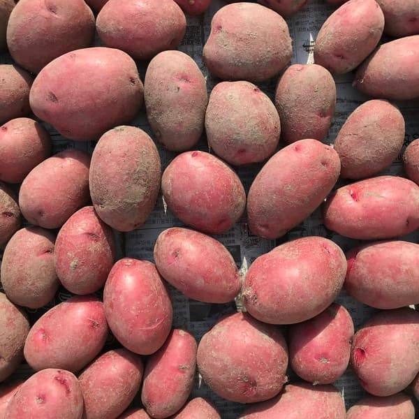 レッドムーン 1kg