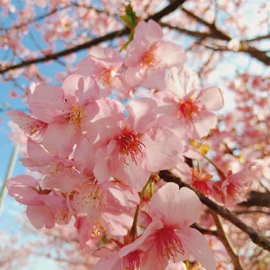 河津桜