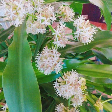 花が咲いた!