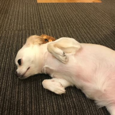 犬 おもちゃの基準