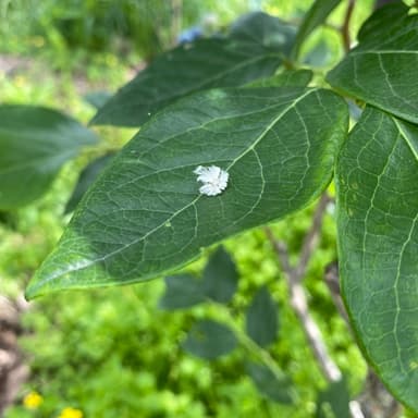 ワタみたいな虫