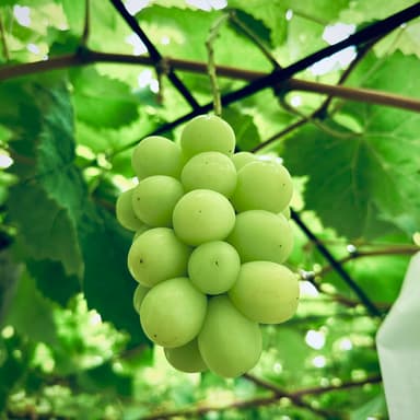 葡萄の季節がやってきた!(2024夏のおもひで①)
