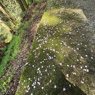 さくら