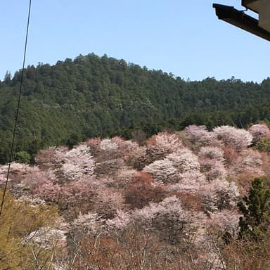 吉野山