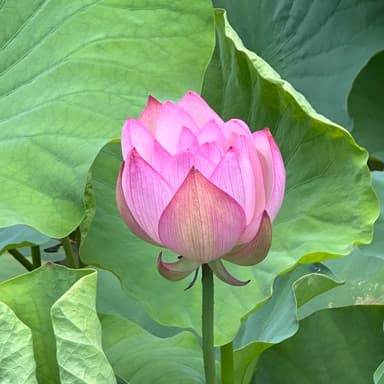 お盆