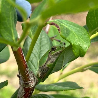 収穫中に見つけたちょこんと可愛いアマガエル