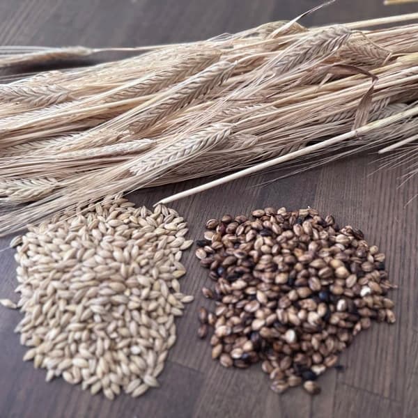 生麦つき参加セット 250g|基本の焙煎セット