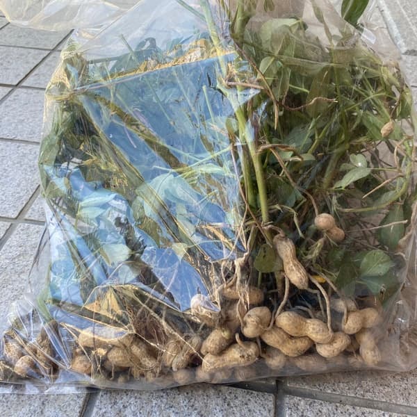 枝葉つきまるまる1株