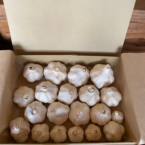 【完売御礼】約1kg