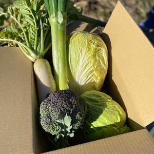 無農薬 旬の野菜セット2025-2026年【冬野菜】農家オススメセット/キャベツ・ブロッコリー・白菜・大根・人参など日常便利な野菜詰め合わせ
