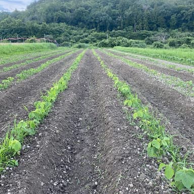 日照り続きで