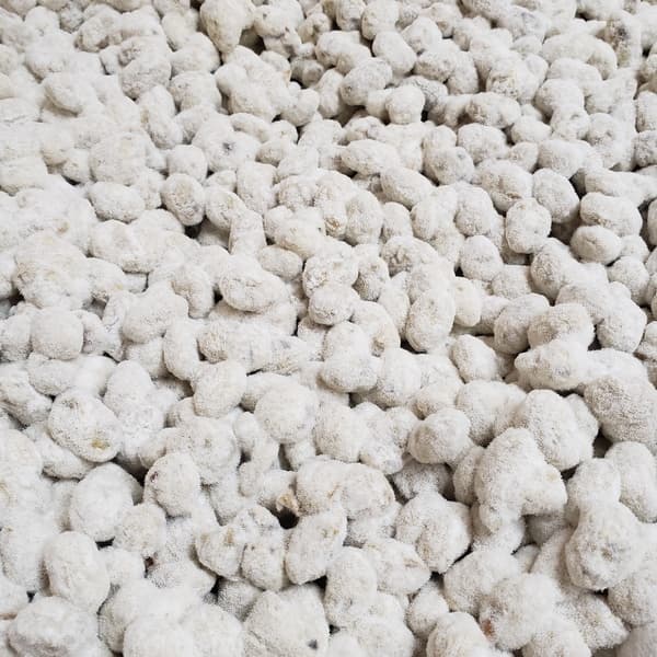 出荷日2/25発送