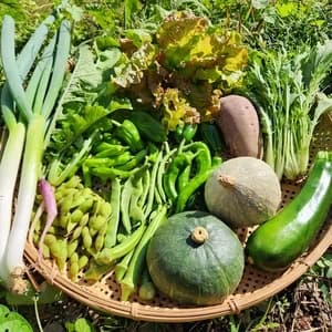 信州の朝霧と寒暖差が育てた とれたて旬の野菜セット【農薬・化学肥料不使用】(現在は秋野菜セット♪)