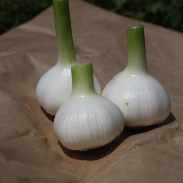1kg