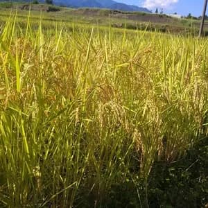 農薬・化学肥料不使用<はざかけ天日米コシヒカリ>アルプスの雪解け水や自然が育む深い旨味と甘味でおにぎりやお弁当に◎