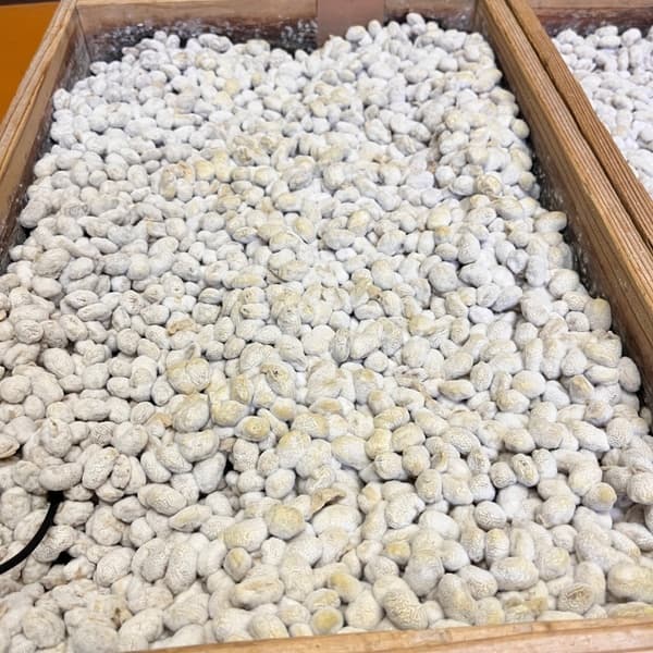 パッケージフリー 500g
