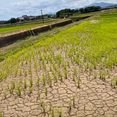 中干しからの、入水。そして出穂。