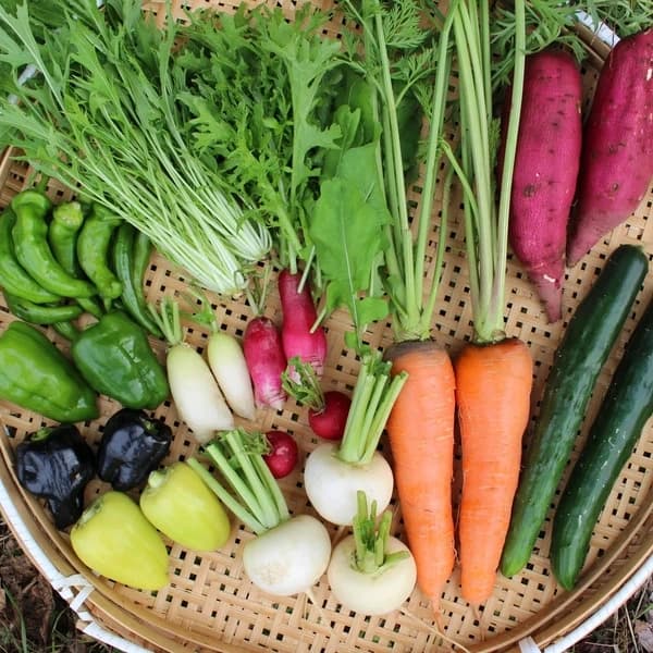 お任せ野菜セット〈シンプル料理向け〉