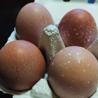「星屑たまご」を見たことがありますか?