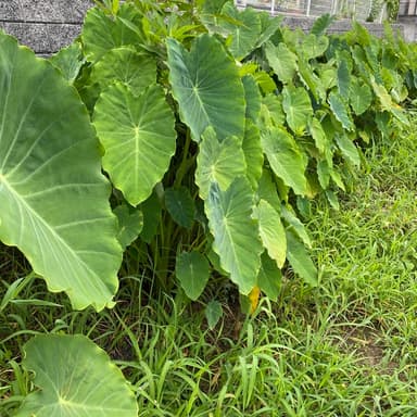 夏の畑の野菜達