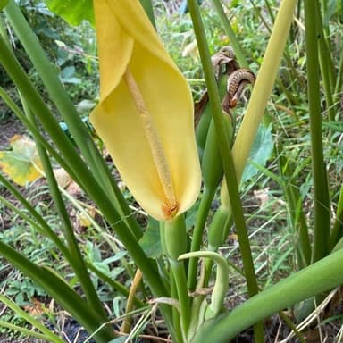 里芋のお花!