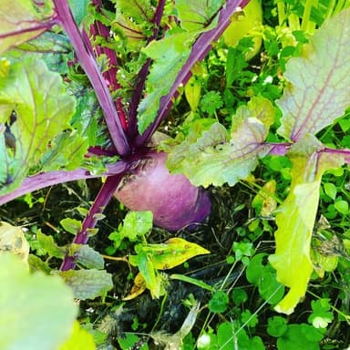 我が家の野菜たち