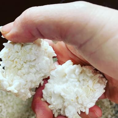 今年も麹作り!