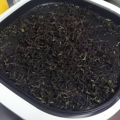 手作り紅茶その2