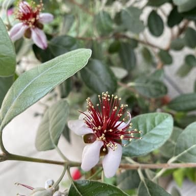 フェイジョアの花初開花!