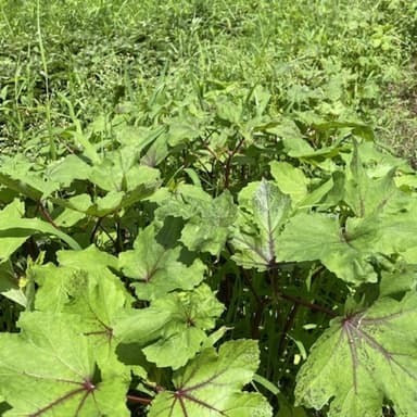 HOP-PE-PE野菜の1番人気のオクラが育ってきました。