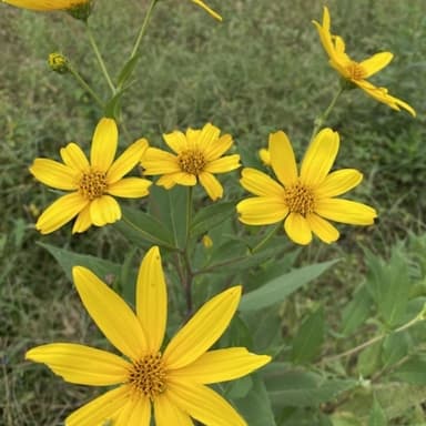 秋のお花