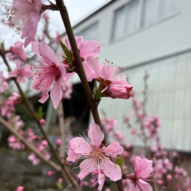 今年は実がなるかも?