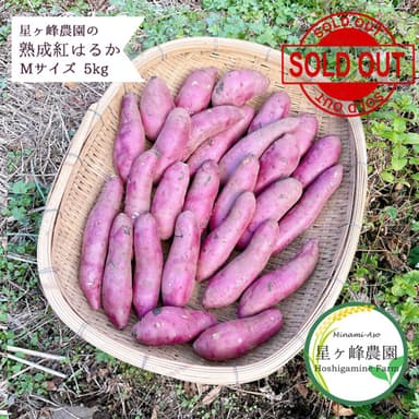 熟成紅はるかMサイズ5㎏詰め 売切れました