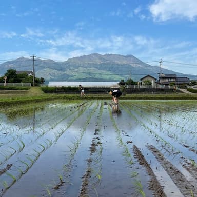 2022年のお米の田植えとサツマイモの植え付けが終わりました!
