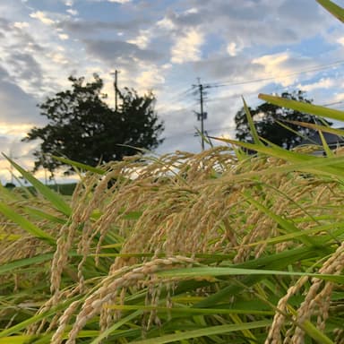 2019年産のお米 収穫中です
