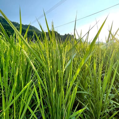 令和8年熊本地震の影響について
