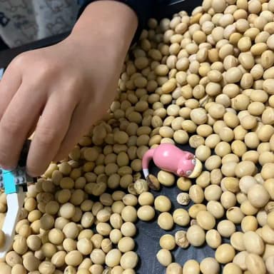 大豆の選別