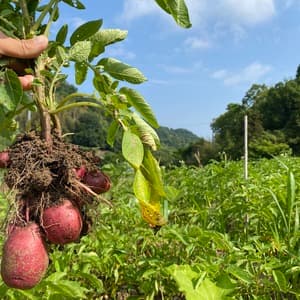 【自然栽培】アンデスレッド 赤じゃがいも(肥料・農薬不使用)