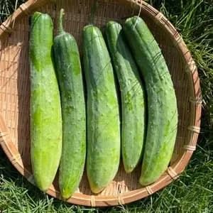 【自然栽培】きゅうり シャキシャキで美味しいキュウリです!(胡瓜)